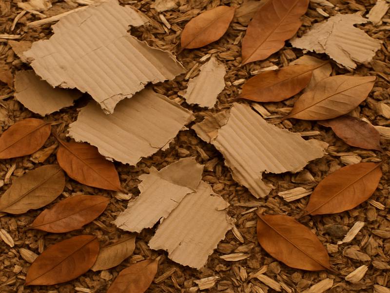 Carton déchiqueté, feuilles mortes et copeaux de bois